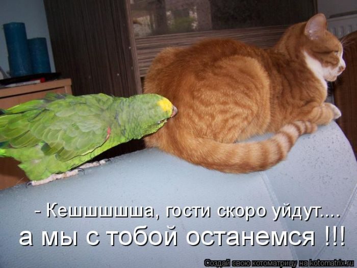 Лучшие котоматрицы недели