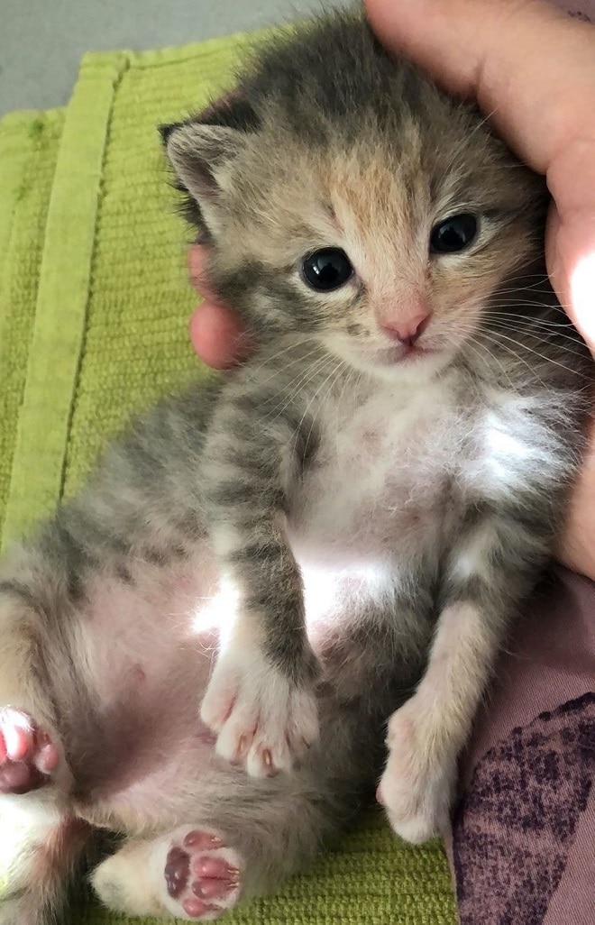 Котенок лежит Котенок тянет лапки