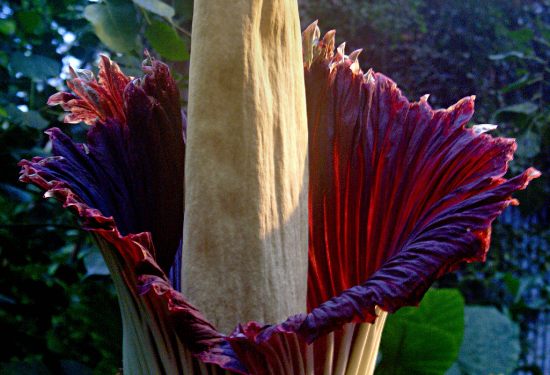 Аморфофаллус Титаниум (Amorphophallus Titanium)