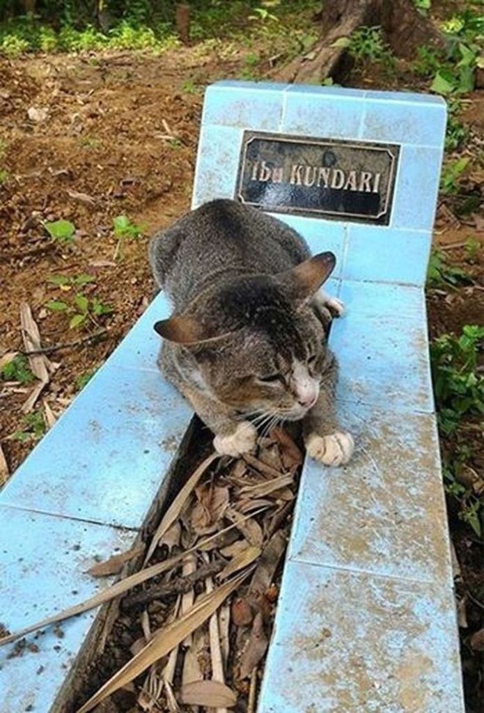 Котик каждый день приходил к хозяину на могилу. Это трогает до слез