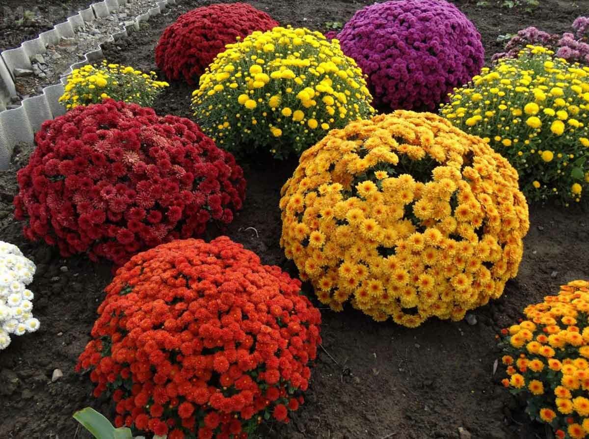 Всегда с хризантемами Всегда с хризантемами