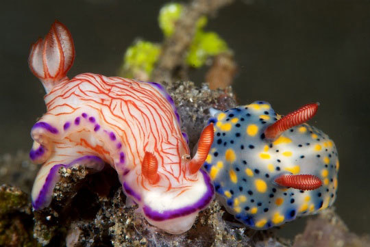 Морские красавцы морские слизни, голожаберные моллюски, морские обитатели, Природа, без рейтинга, длиннопост