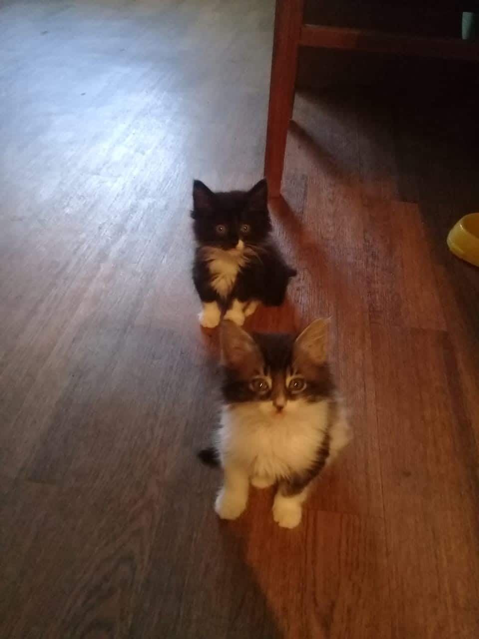 помощь котятам два котенка