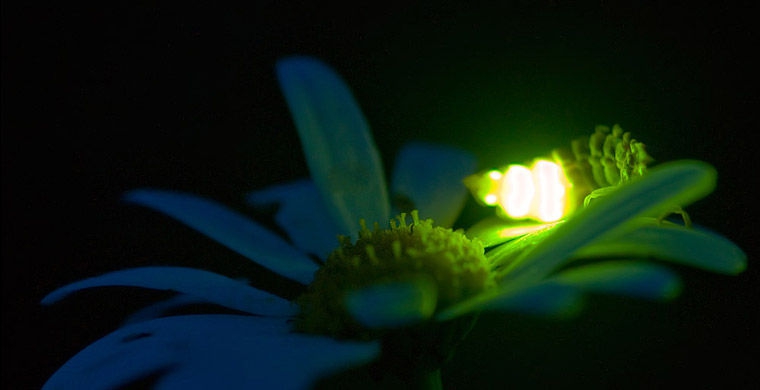 Магия живого света биолюминесценция, животные, насекомые, свет, свечение