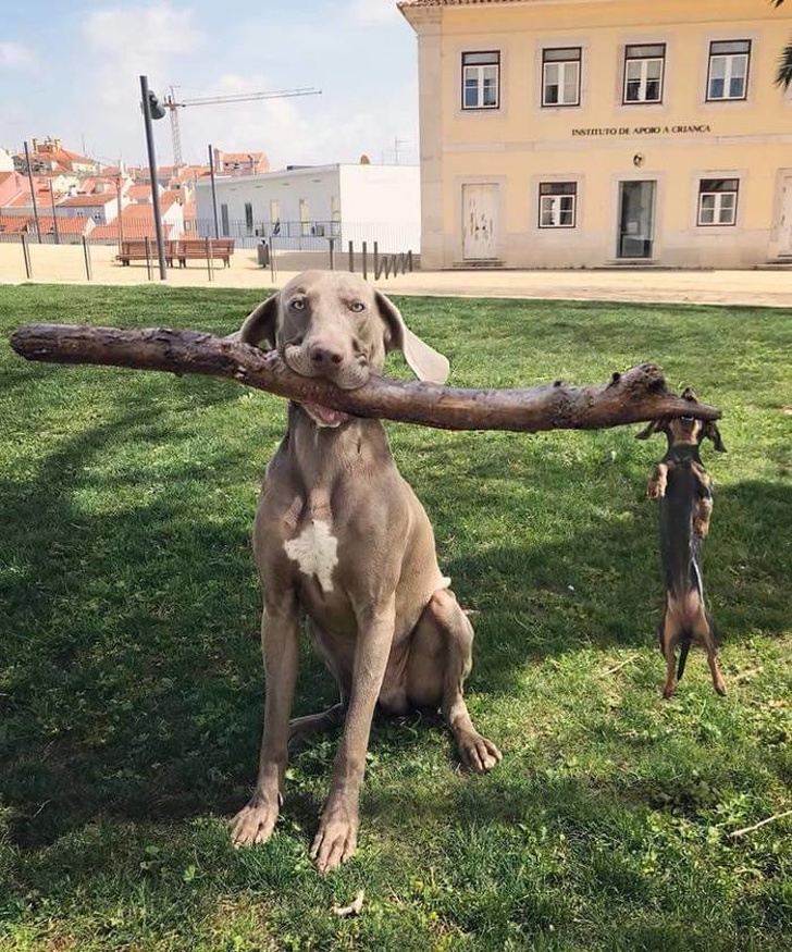 14 фотографий, доказывающих, что жизнь с животными — то еще веселье 14 фотографий, доказывающих, что жизнь с животными — то еще веселье