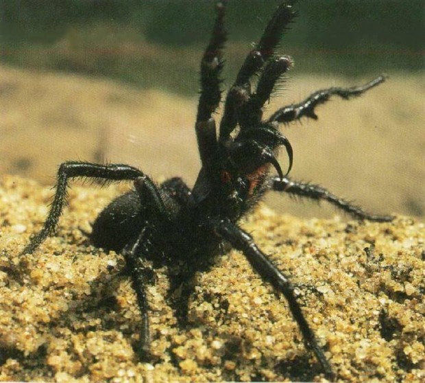 Atrax robustus