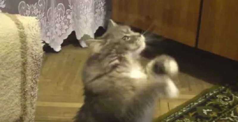 Хозяйка поет, а кот зажигает
