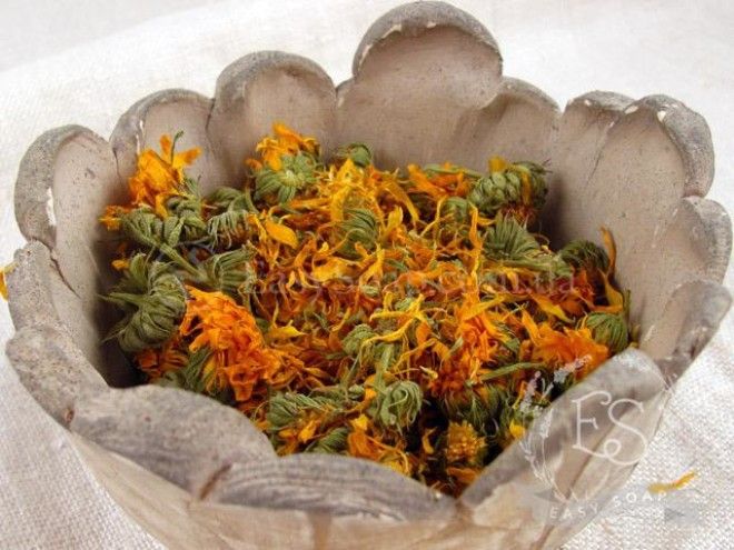 календула