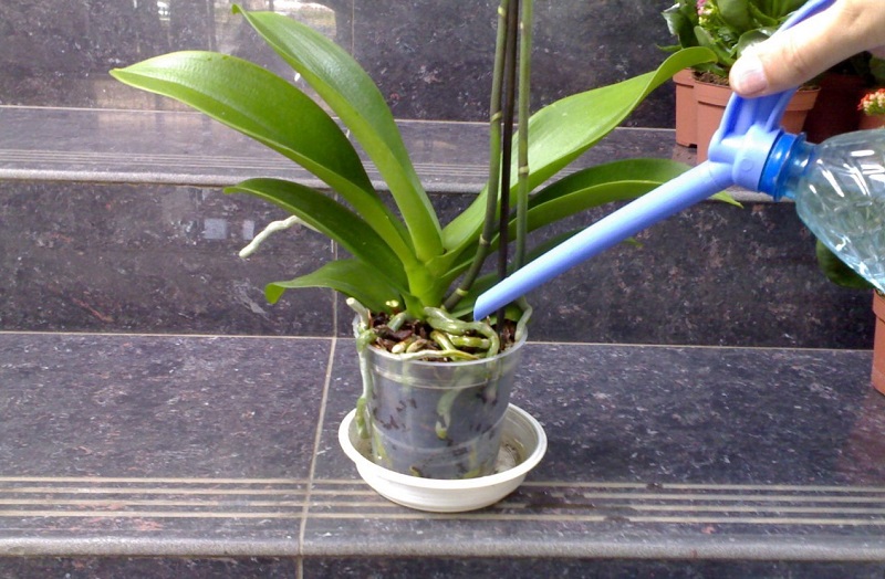 как правильно удобрять орхидеи
