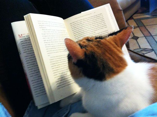 Кошки против книг: 25 кошек, которые хотят, чтобы вы прекратили читать Кошки против книг, кошки которые мешают читать