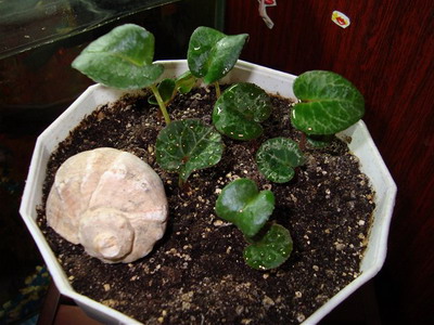 ��� ��������� �� ����������