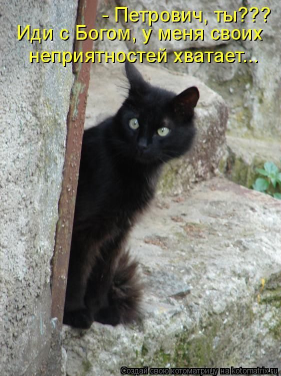 Лучшие котоматрицы недели
