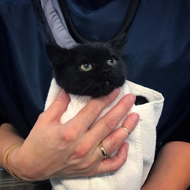 Котенок у врача Котенок и врач