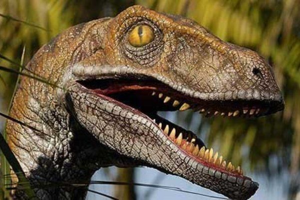 10 птиц, которых стоит избегать (10 фото)