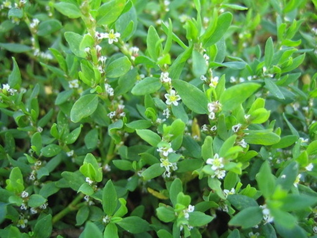 Трава-мурава былинная