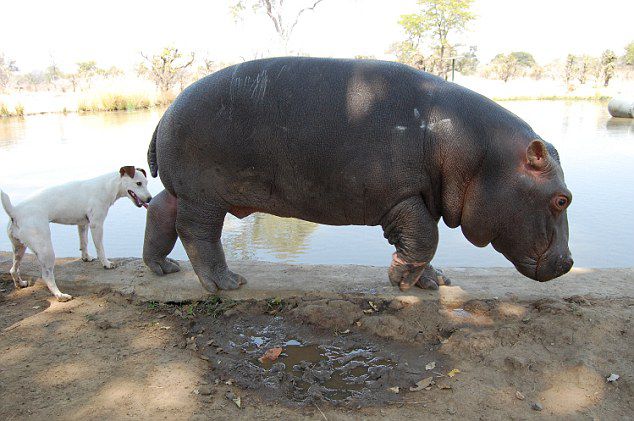 животные, дружба