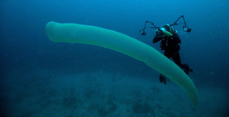 Магия живого света биолюминесценция, животные, насекомые, свет, свечение
