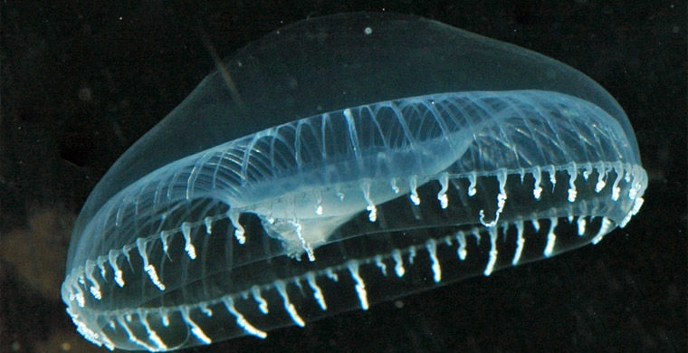 Магия живого света биолюминесценция, животные, насекомые, свет, свечение