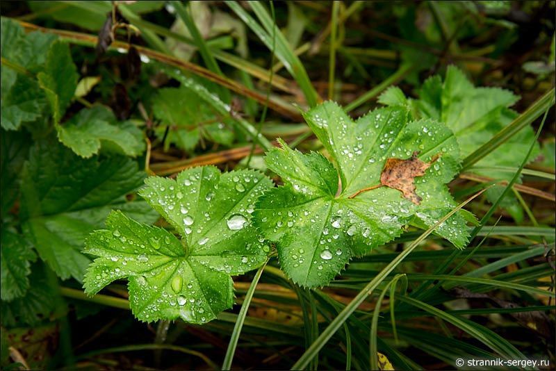 ��������� �����