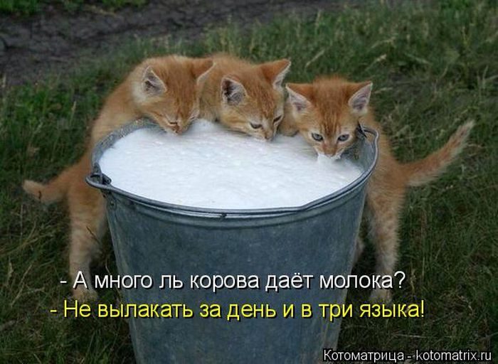 Лучшие котоматрицы недели