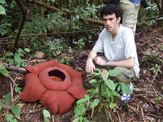 Раффлезия Арнольди (Rafflesia arnoldii)