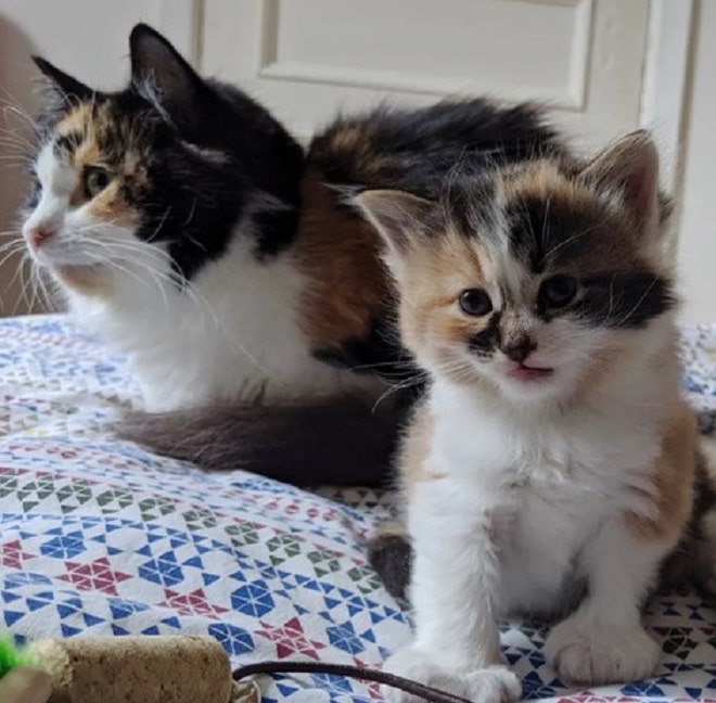 Котенок с мамой Робкая кошка пряталась за машиной. Никто не знал, что у неё будут котята, и без помощи человека им придётся жить на улице