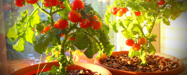 Для хорошего плодоношения комнатным помидорам нужно много солнца