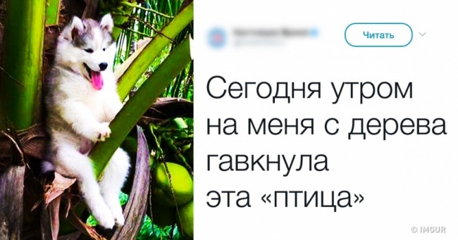 10 домашних любимцев, которые нарушили законы логики. А в вашей семье есть такой чудик?
