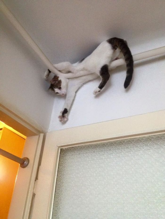 Коты, застигнутые врасплох Коты, застигнутые врасплох