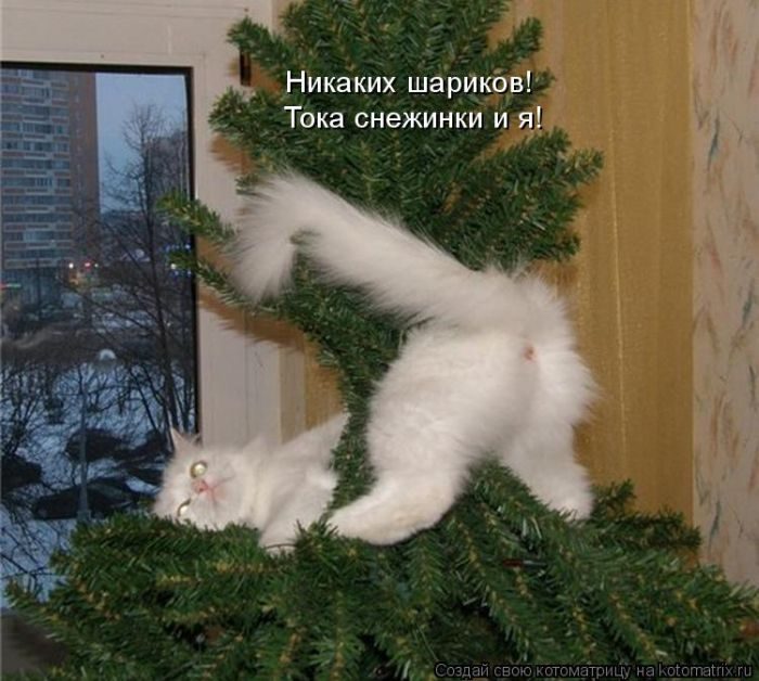 Лучшие котоматрицы недели