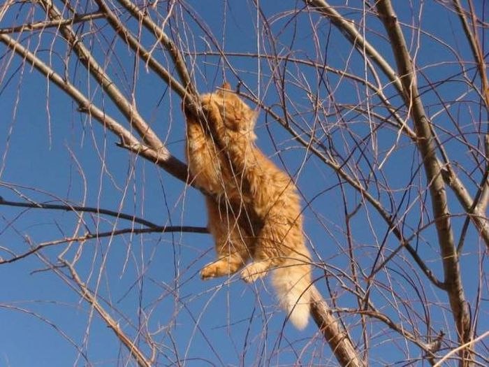 Что за чудо эти кошки!