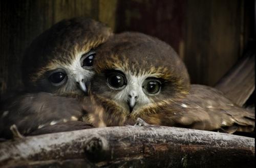 В Греции запрещено ходить в магазин с беременной совой.