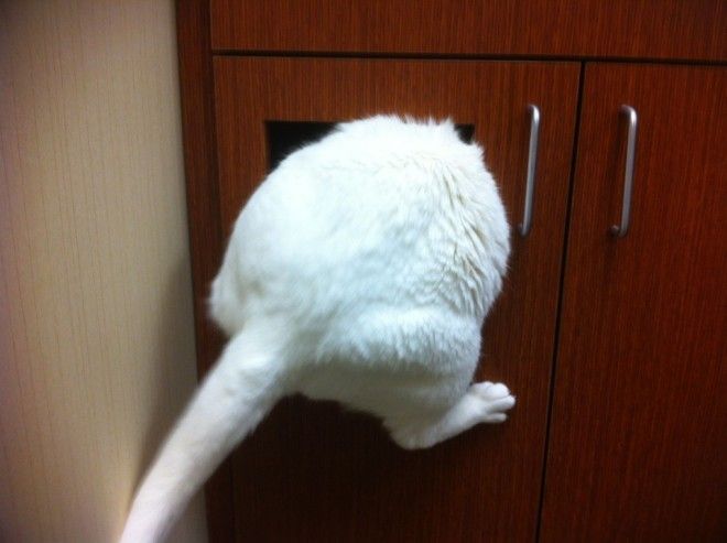 50 КОТИКОВ, КОТОРЫЕ ТОЛЬКО ЧТО ОСОЗНАЛИ, ЧТО ИХ ПРИВЕЛИ К ВЕТЕРИНАРУ 50 КОТИКОВ, КОТОРЫЕ ТОЛЬКО ЧТО ОСОЗНАЛИ, ЧТО ИХ ПРИВЕЛИ К ВЕТЕРИНАРУ