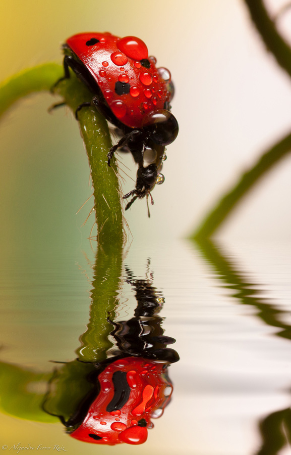 Ladybugs 12     