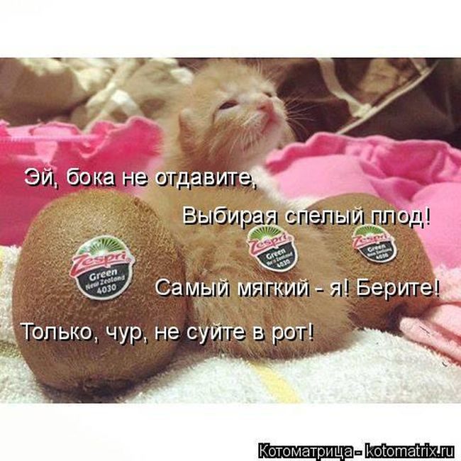 Лучшие котоматрицы недели