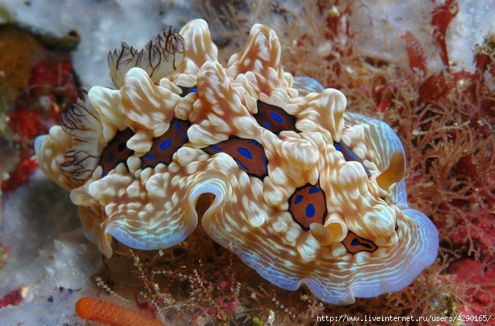golozhabernye-mollyuski-krasivye-obitateli-podvodnogo-mira00002 (700x460, 281Kb)