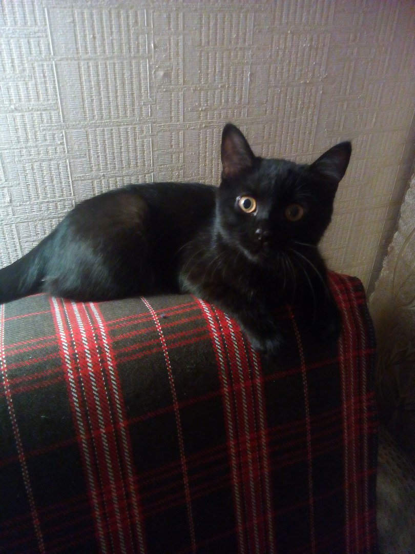 Кот Мурашик Кот Мурашик