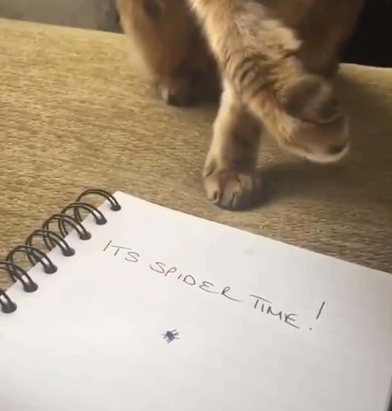 кот играет Котик, ну ты чего? МУРлыка спокойно наблюдал за хозяйкой, пока она не нарисовала маленького паучка