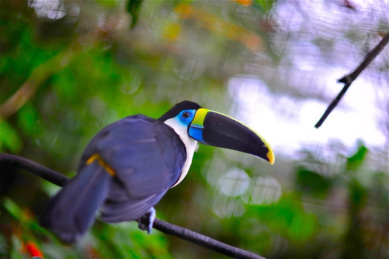 Amazonas18 Amazonas18 Большое фотопутешествие по лесам Амазонки