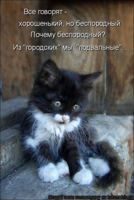 Самые смешные котоматрицы для хорошего настроения) Самые смешные котоматрицы для хорошего настроения)