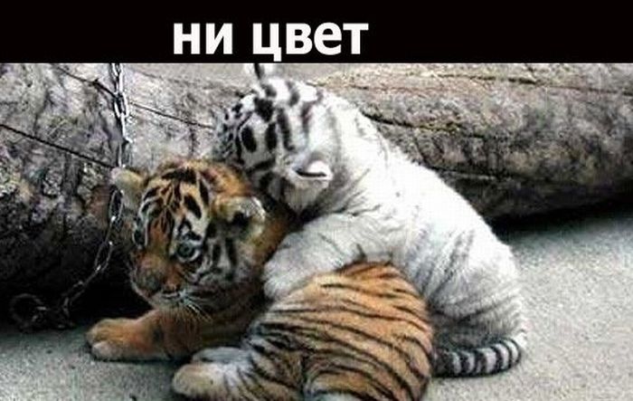 Дружба (18 фото)