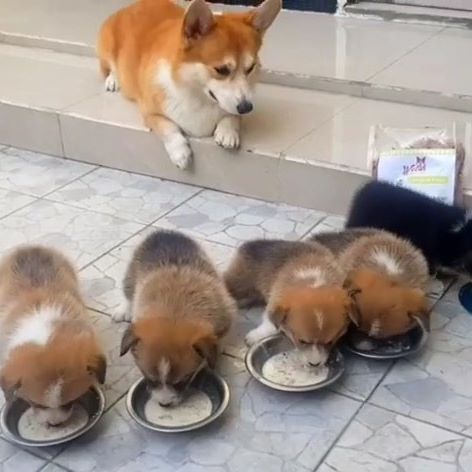 фотография корги корги со щенками