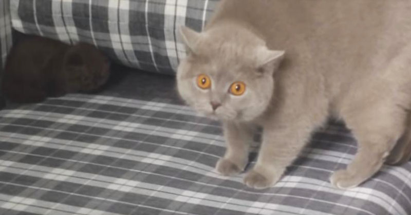 Кошка впервые увидела в доме нового котенка. Ее реакция вас позабавит! Кошка впервые увидела в доме нового котенка. Ее реакция вас позабавит!