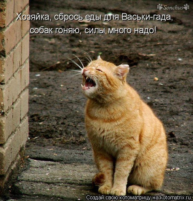 Лучшие котоматрицы недели Лучшие котоматрицы недели