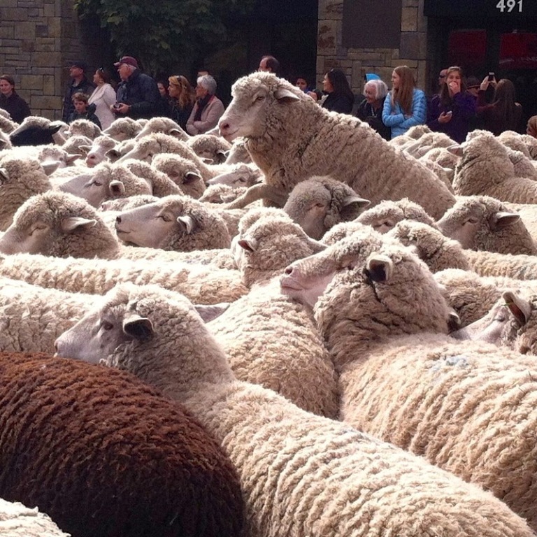 terraoko 2015012702 1 Праздник Трейлинг овец в Айдахо.