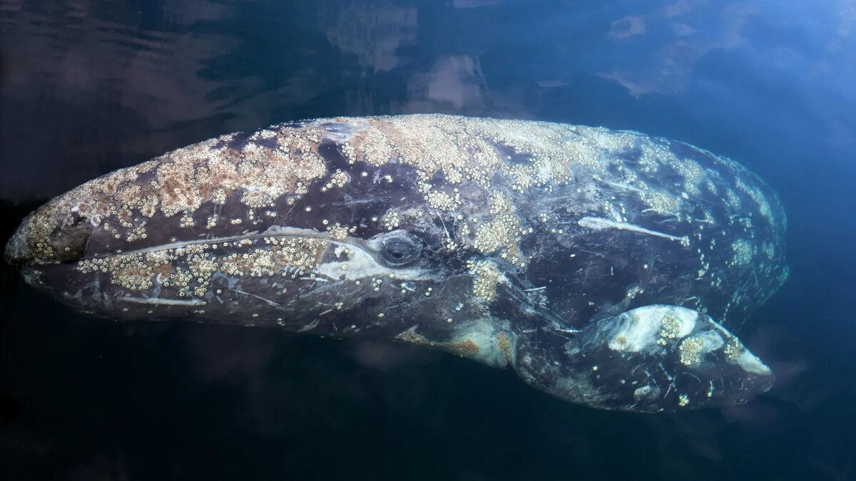 Серый кит (Eschrichtius gibbosus)