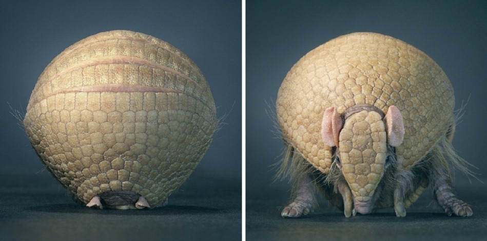 15. Фото из серии «Больше чем человек» (Tim Flach)