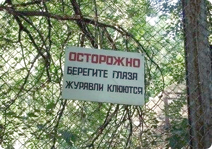 Журавли очень коварные! | Фото: Batona.net. Журавли очень коварные! | Фото: Batona.net.