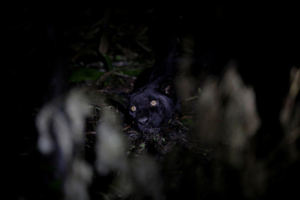 Brazil jaguars find safe haven in rainforest trees