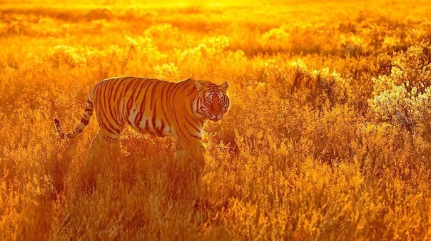 10 ������������� ���-����� ����